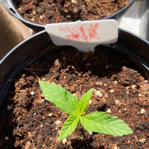 Moby Dick growlog timeline photo