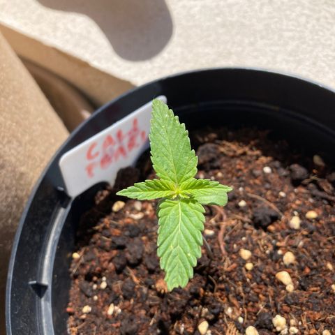 Mr. California Pearl growlog timeline photo