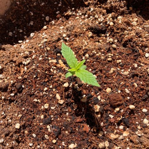 Girl Scout Cookies Auto growlog timeline photo
