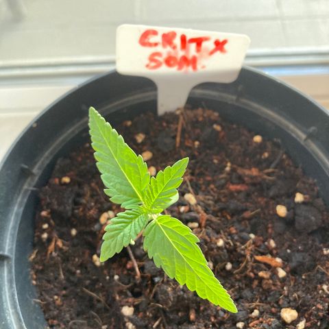 Critical x Somango growlog timeline photo