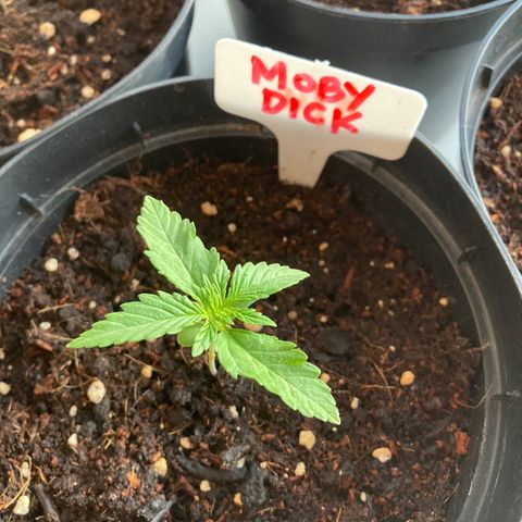 Moby Dick growlog timeline photo