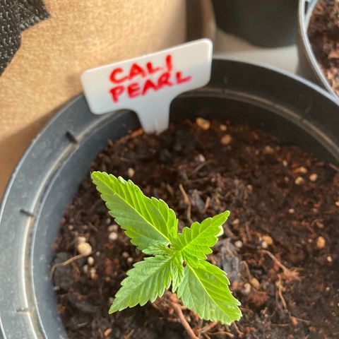 Mr. California Pearl growlog timeline photo