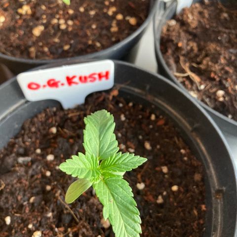 OG Kush growlog timeline photo