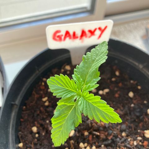 Galaxy growlog timeline photo
