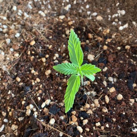 Girl Scout Cookies Auto growlog timeline photo