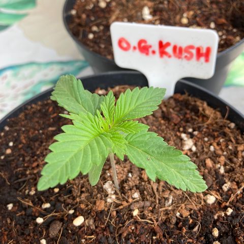OG Kush growlog timeline photo