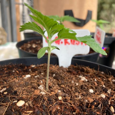 OG Kush growlog timeline photo
