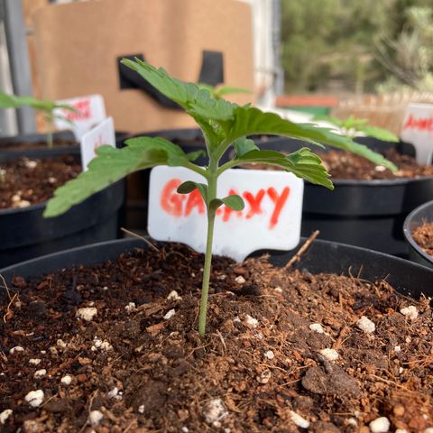 Galaxy growlog timeline photo