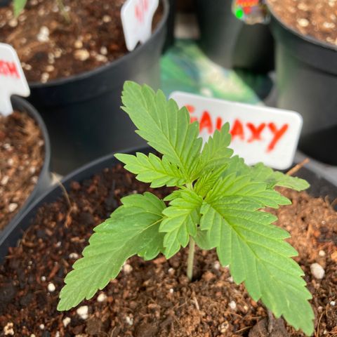 Galaxy growlog timeline photo