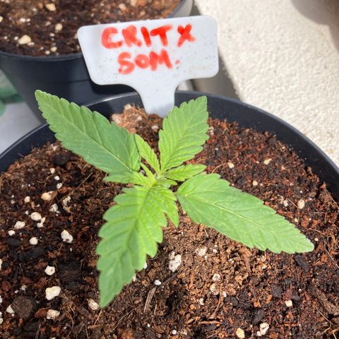 Critical x Somango growlog timeline photo