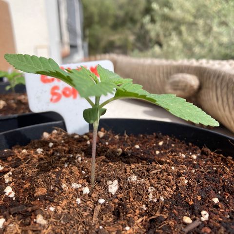 Critical x Somango growlog timeline photo