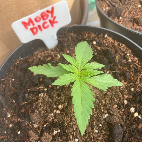 Moby Dick growlog timeline photo