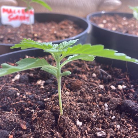 Moby Dick growlog timeline photo