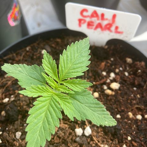 Mr. California Pearl growlog timeline photo