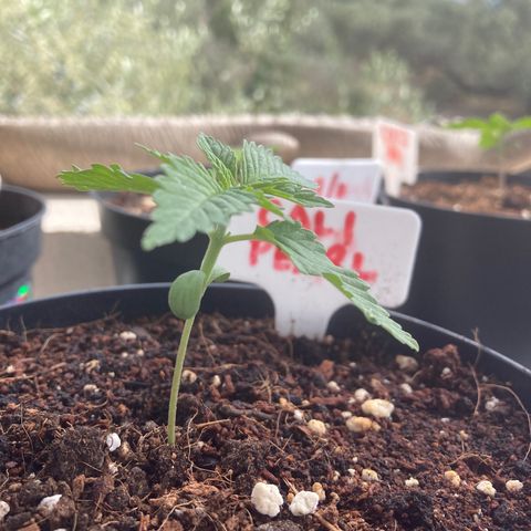 Mr. California Pearl growlog timeline photo