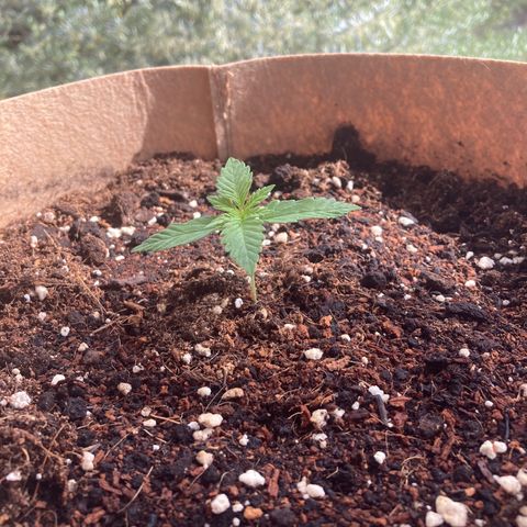 Girl Scout Cookies Auto growlog timeline photo