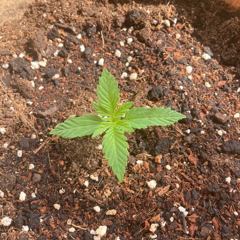 Girl Scout Cookies Auto growlog timeline photo