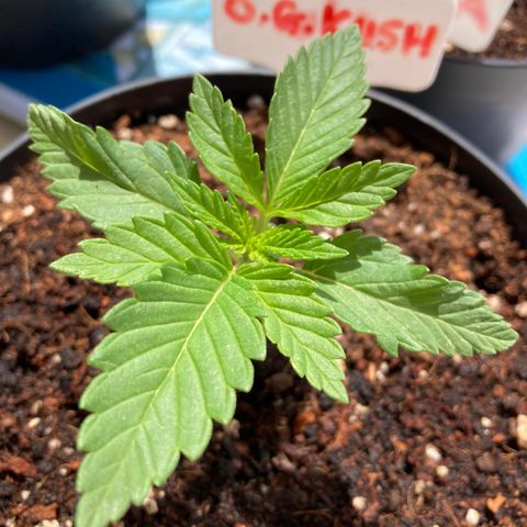OG Kush growlog timeline photo