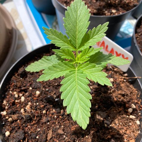 Galaxy growlog timeline photo