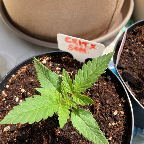 Critical x Somango growlog timeline photo