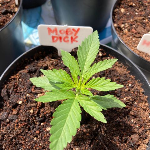 Moby Dick growlog timeline photo