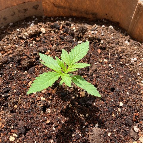 Girl Scout Cookies Auto growlog timeline photo