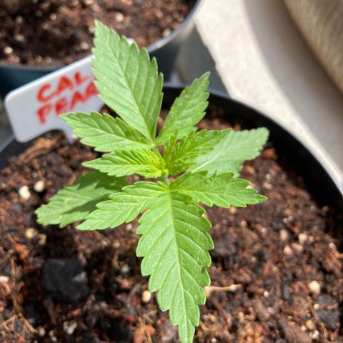 Mr. California Pearl growlog timeline photo
