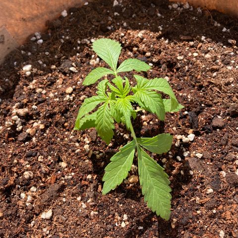 Girl Scout Cookies Auto growlog timeline photo