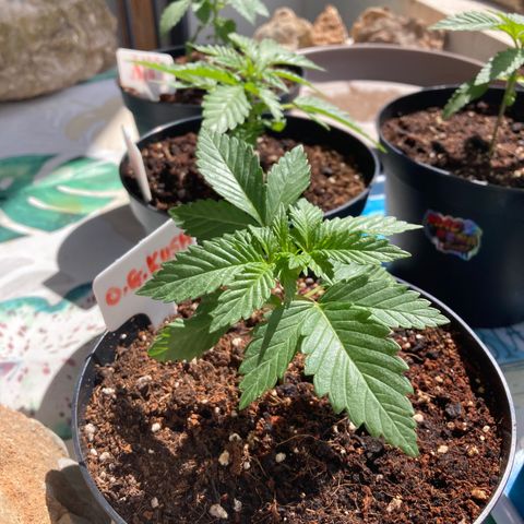 OG Kush growlog timeline photo