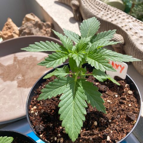 Galaxy growlog timeline photo