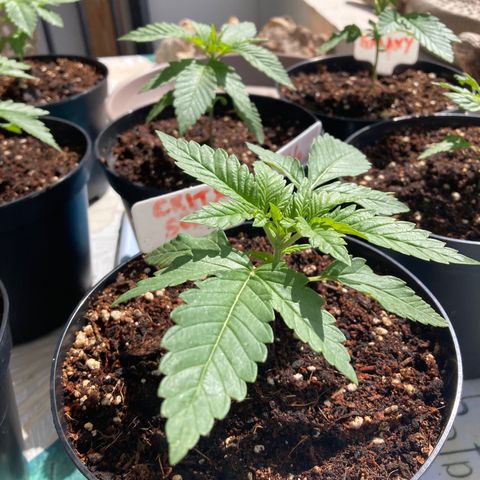 Critical x Somango growlog timeline photo