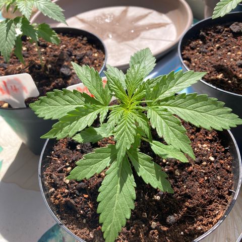 Moby Dick growlog timeline photo
