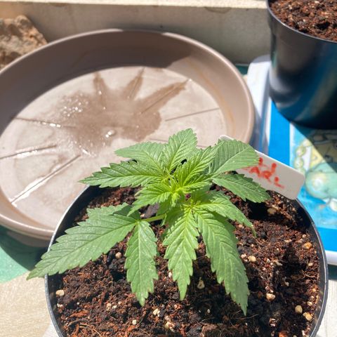 Mr. California Pearl growlog timeline photo