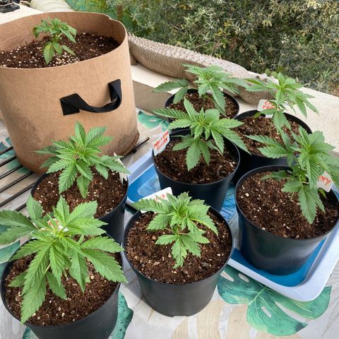 Critical x Somango growlog photo: All the girls looking great with the exception of Girl Scout Cookies auto which I think I overwatered and damaged leaves with Neem oil.  All developing 5th nodes so will soon top them all.