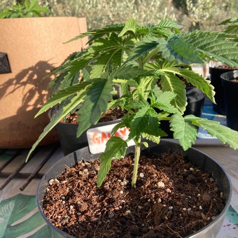 Galaxy growlog timeline photo