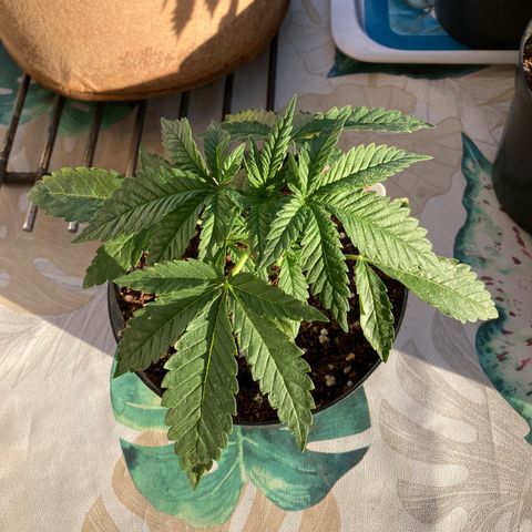 Galaxy growlog timeline photo