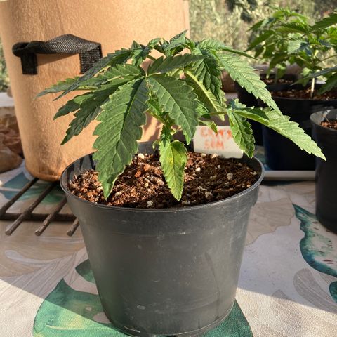 Critical x Somango growlog timeline photo