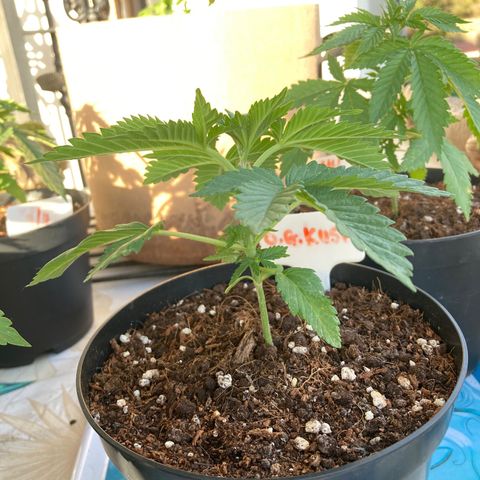 OG Kush growlog timeline photo