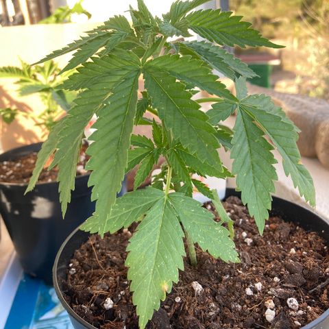 Moby Dick growlog timeline photo