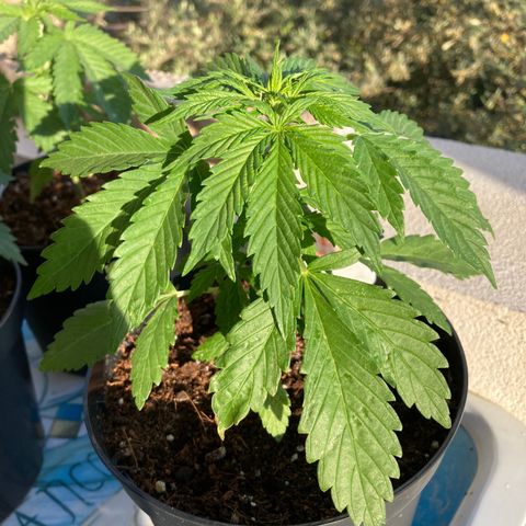 Mr. California Pearl growlog timeline photo