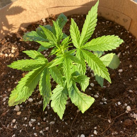 Girl Scout Cookies Auto growlog timeline photo