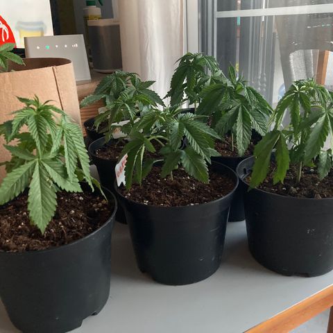 Critical x Somango growlog photo: Plants sleeping night before 😂
