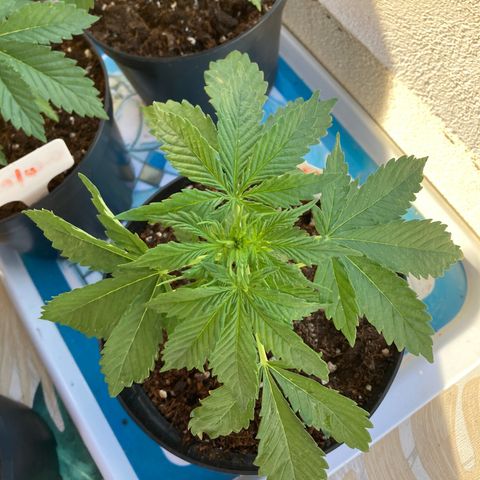 OG Kush growlog timeline photo