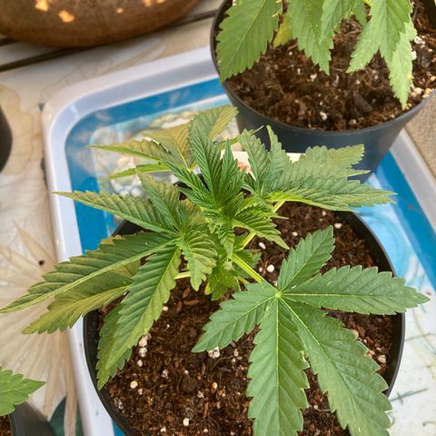 OG Kush growlog timeline photo
