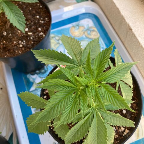 Galaxy growlog timeline photo