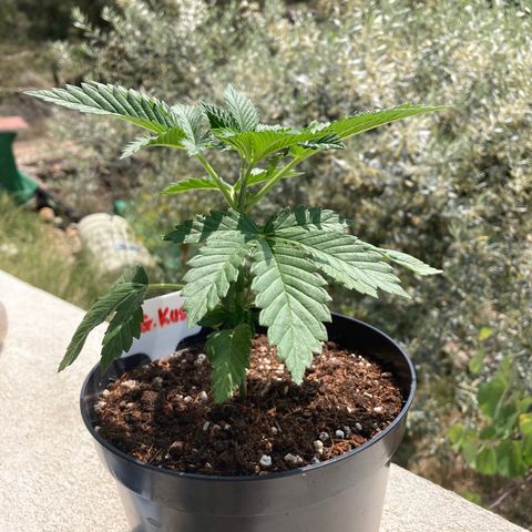OG Kush growlog timeline photo