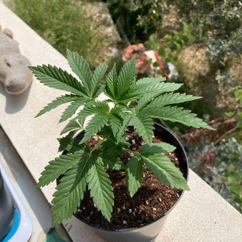 OG Kush growlog timeline photo