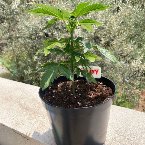 Galaxy growlog timeline photo