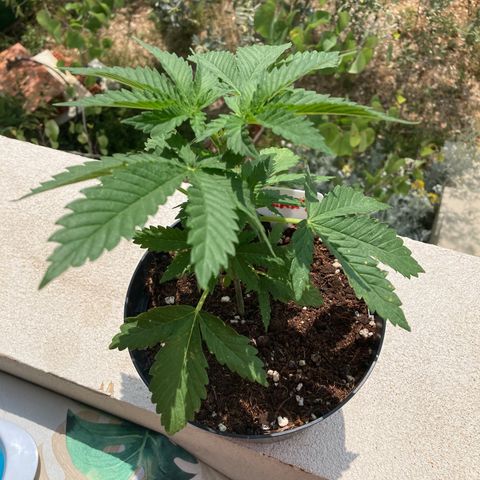 Galaxy growlog timeline photo