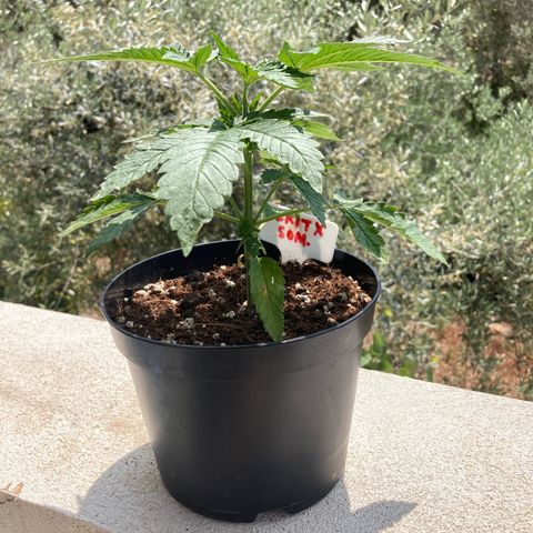 Critical x Somango growlog timeline photo